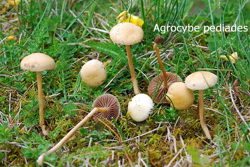 Agrocybe pediades-amf186.jpg - Agrocybe pediades ; Syn: Naucoria pediades ; Non français: Agrocybe des pelouses